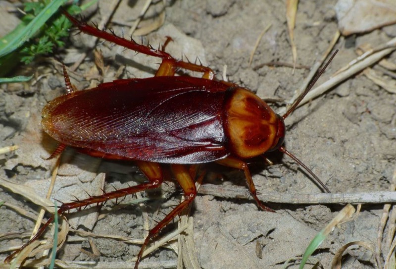 An American cockroach, Periplaneta americana.