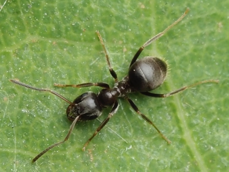 A black garden ant, Lasius niger, a common ant in and around homes.