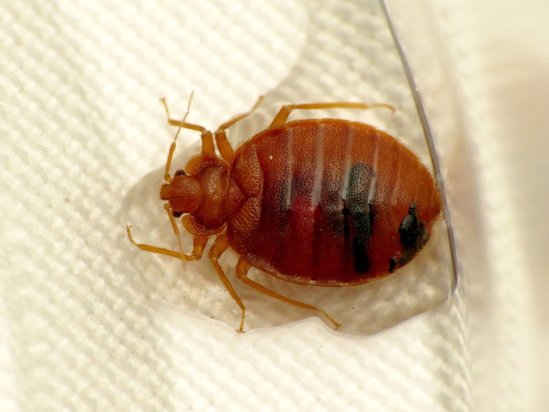 An adult bed bug, Cimex lectularius, after feeding.