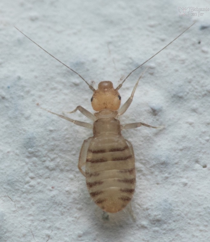 A booklouse.
