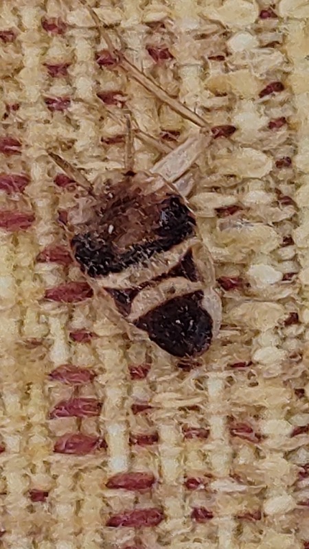 A female brown-banded cockroach, Supella longipalpa. The two pale bands across the body are the giveaway.