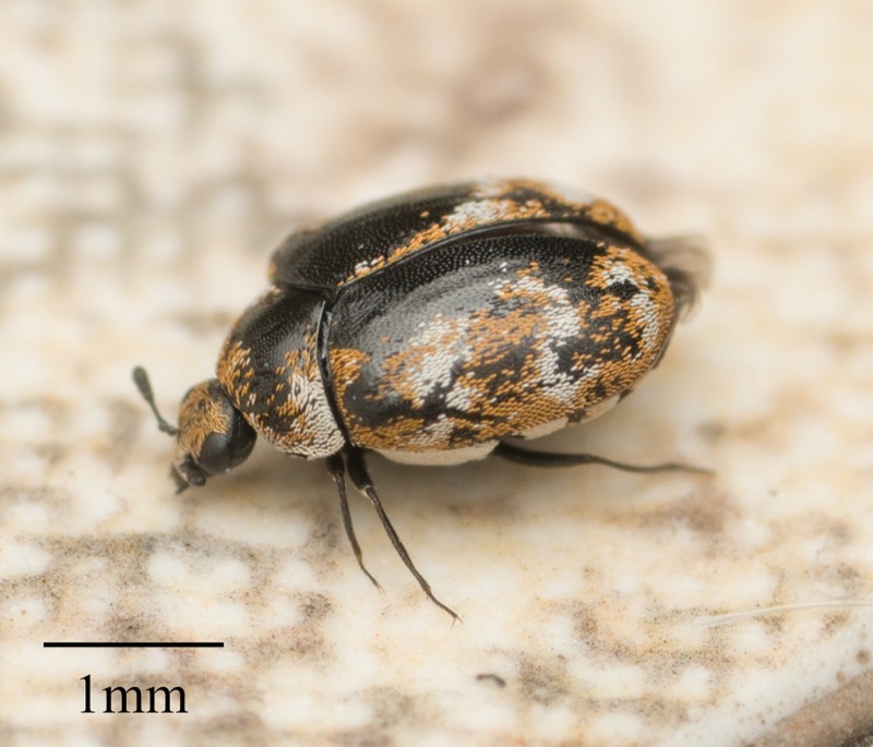 An adult varied carpet beetle, Anthrenus verbasci. The line is 1 mm.