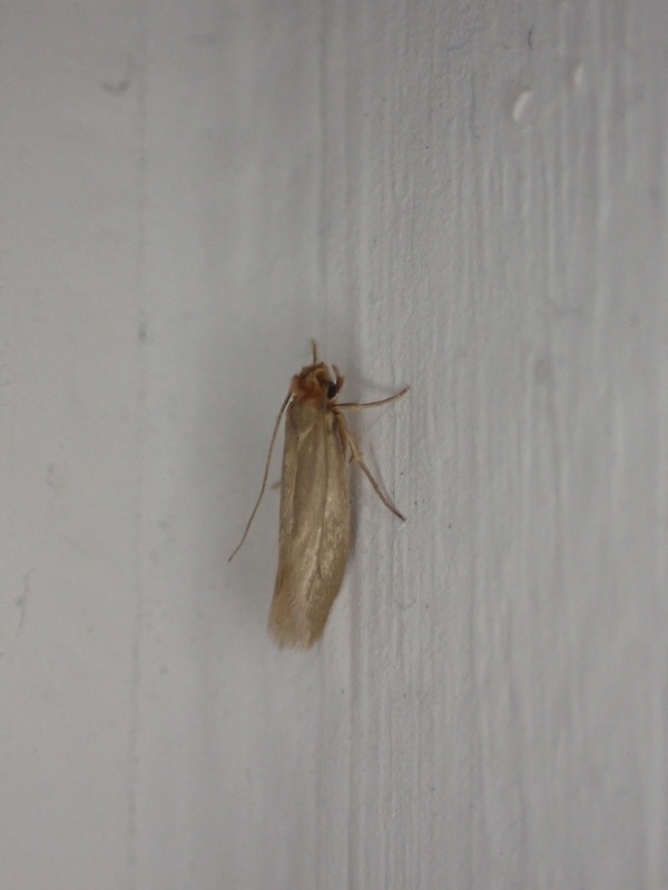 A webbing clothes moth, Tineola bisselliella.