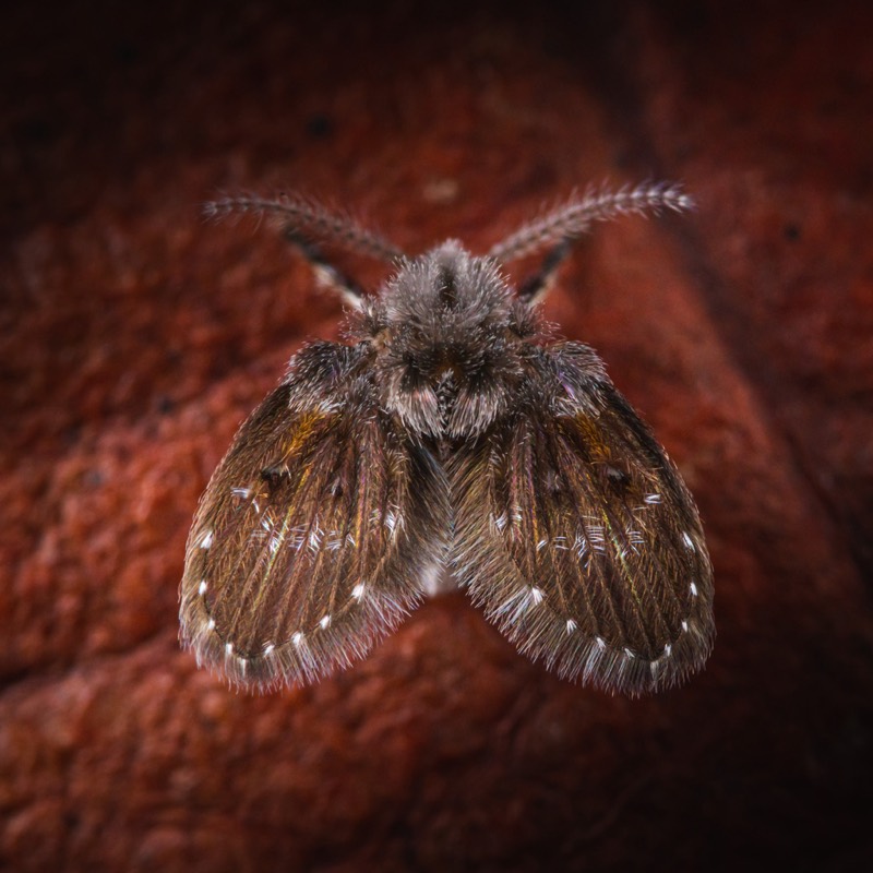 A drain fly, Clogmia albipunctata.