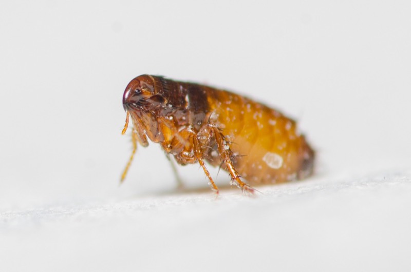 A cat flea, Ctenocephalides felis, the common flea on cats and dogs.
