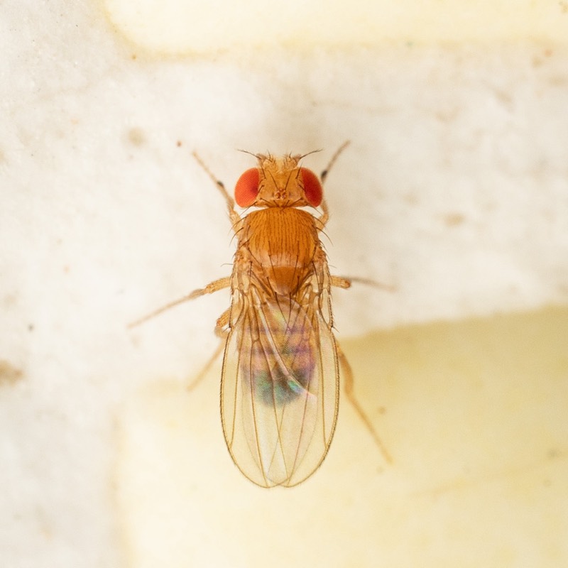 A fruit fly, Drosophila melanogaster.
