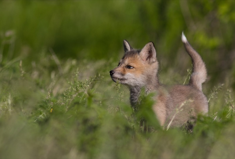 A young red fox, Vulpes vulpes.