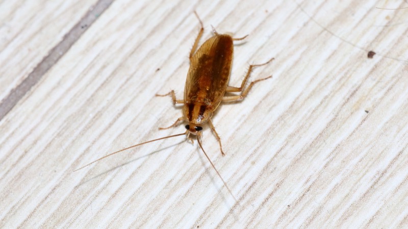A German cockroach, Blattella germanica.