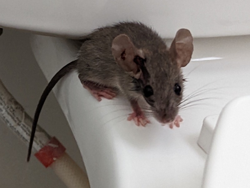 A house mouse, Mus musculus, indoors.
