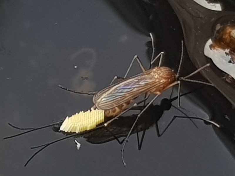 A house mosquito, Culex pipiens, laying an egg raft on water.