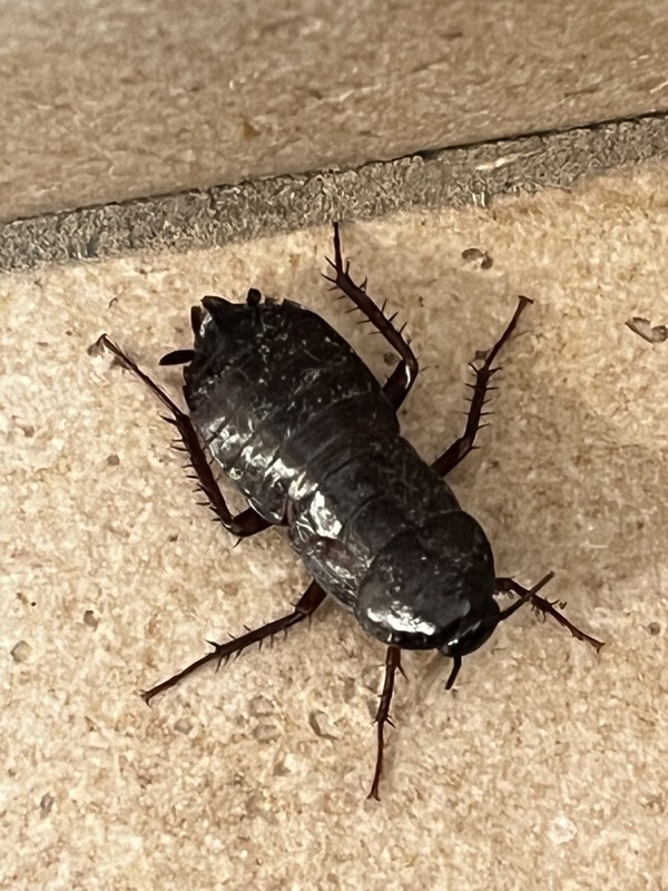 An oriental cockroach, Blatta orientalis: a female, with only wing stubs.