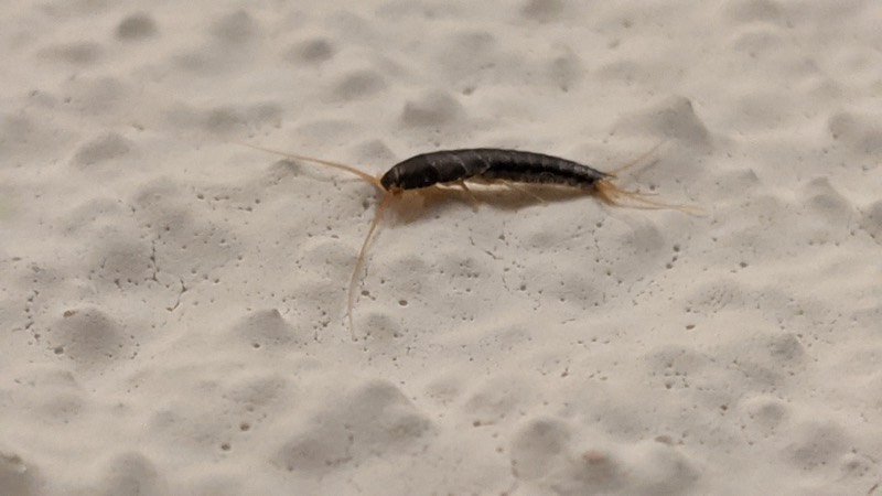 A silverfish, Lepisma saccharinum.