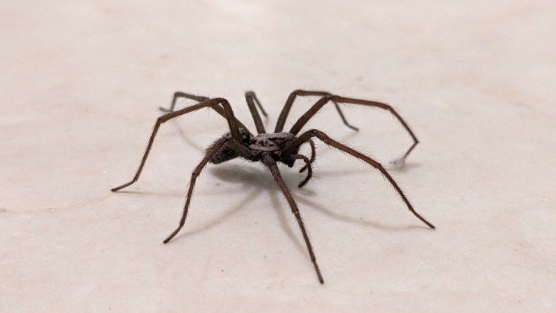 A giant house spider, Eratigena atrica, a common house spider in Europe.